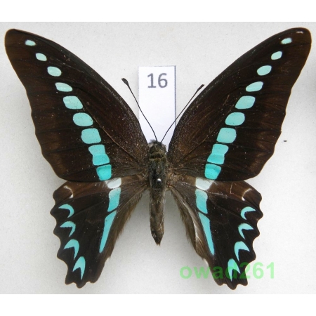 Graphium milon C & R Felder, 1864 Indonesia, Celebes 74mm16